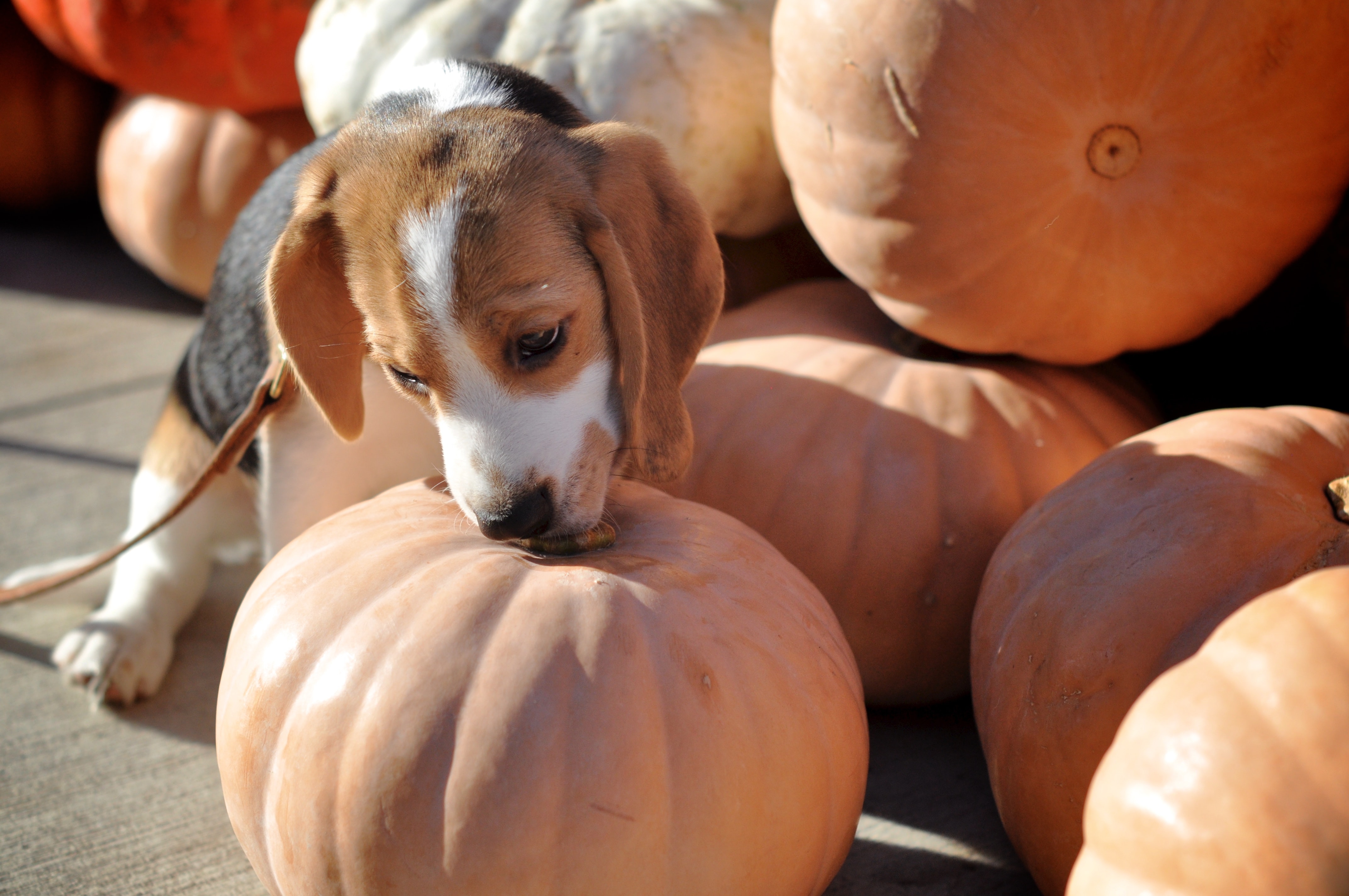 Dog chewing on pumpkin