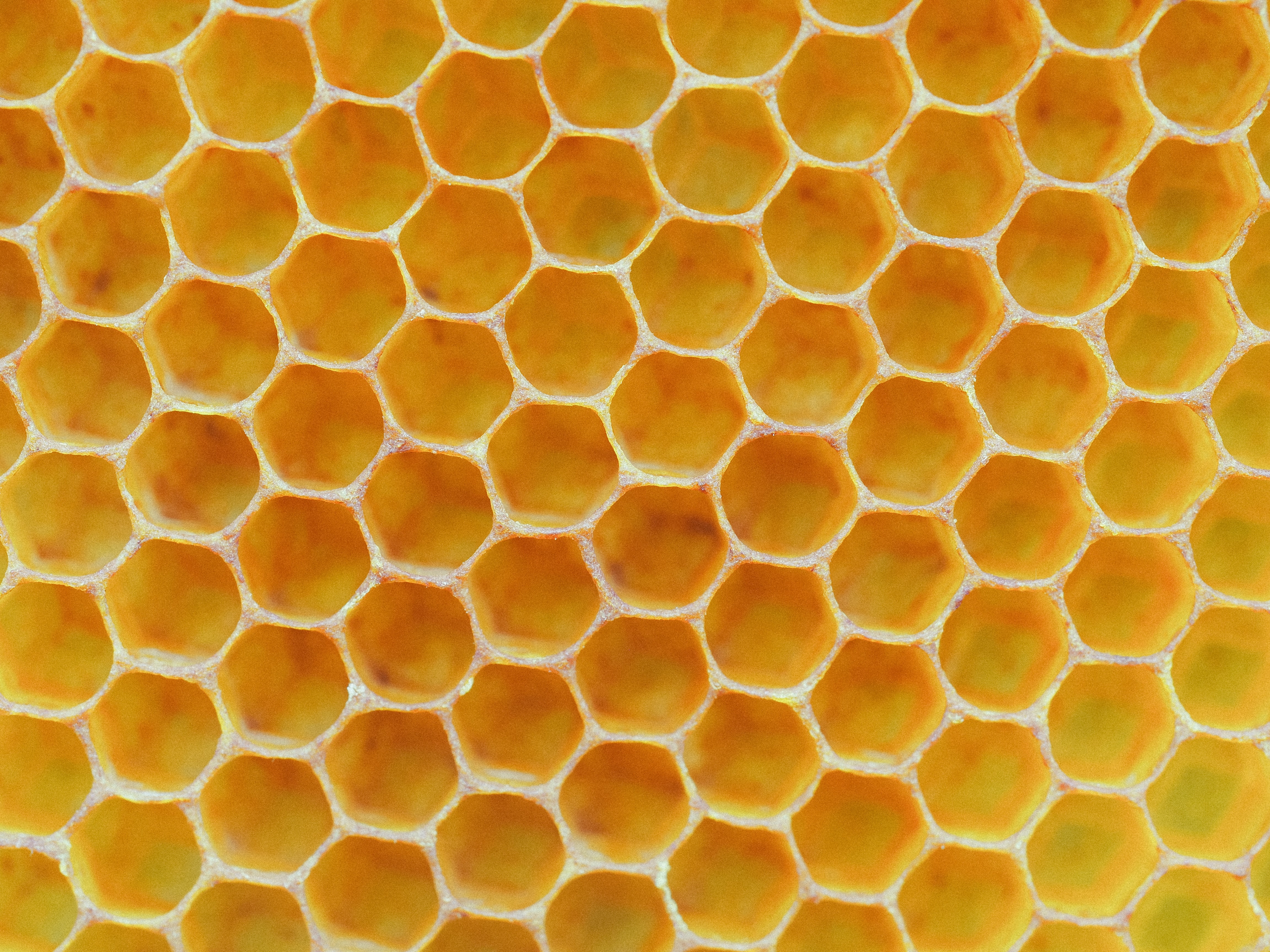 Image of a bee hive