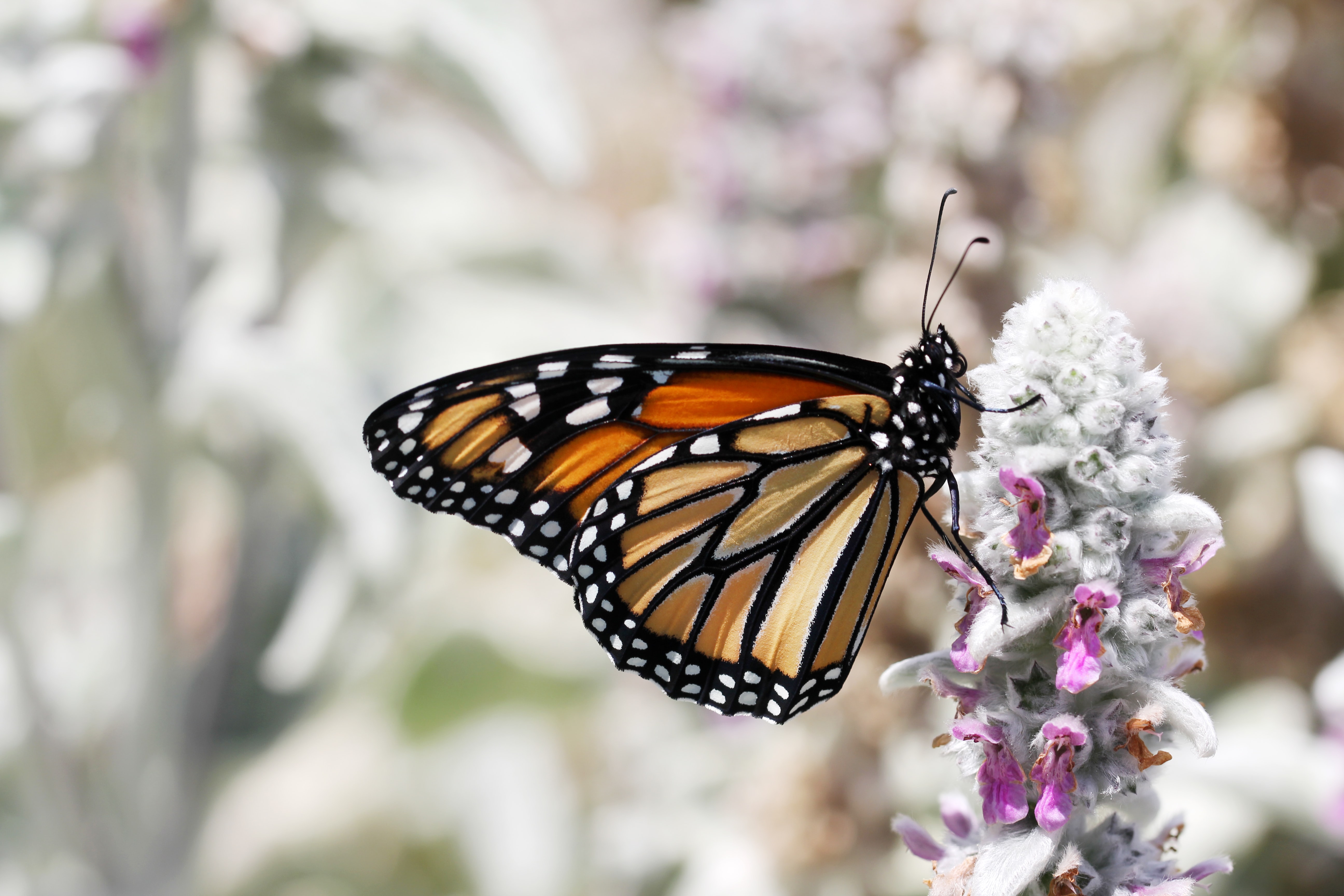 Image of a butterfly